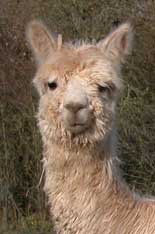 alpaca