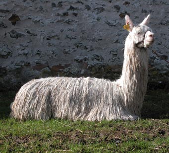 alpaca male 01